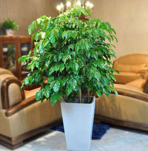 綠植租擺的好處有哪些呢？