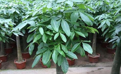 綠植室內(nèi)最好養(yǎng)的是哪幾種？