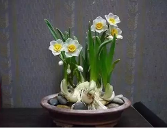 為什么要選擇綠植租賃公司租植物？
