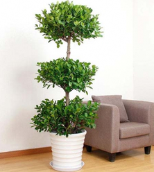 綠植租賃能為消費(fèi)者帶來哪些服務(wù)？